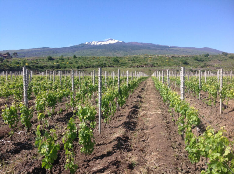L’eccellenza dei vini Etna Doc si rafforza nel mercato americano