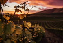 Champagne raggiunge l’obiettivo climatico: emissioni ridotte del 25% rispetto al 2003