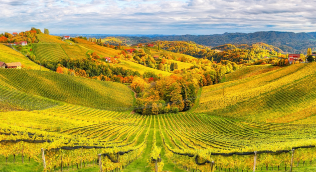 Vino italiano e passaggio generazionale: ricavi più alti dell’8,8% secondo TEHA